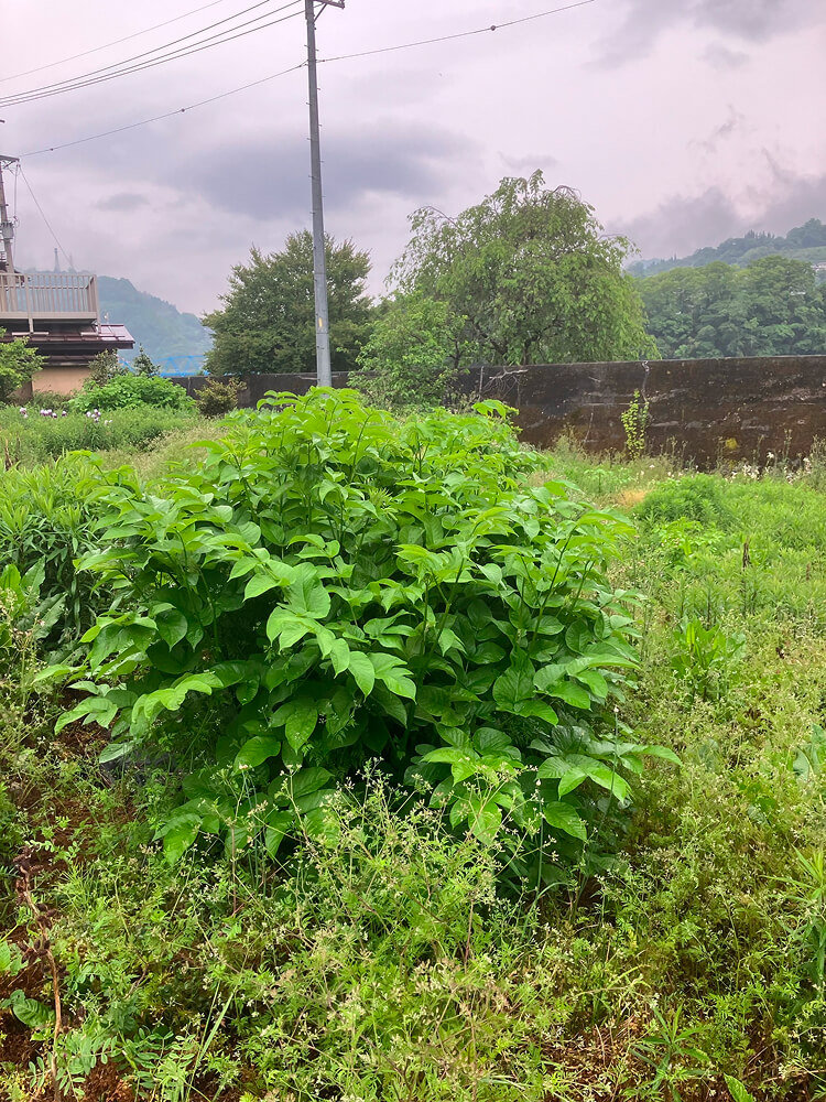 防草シート張り工事