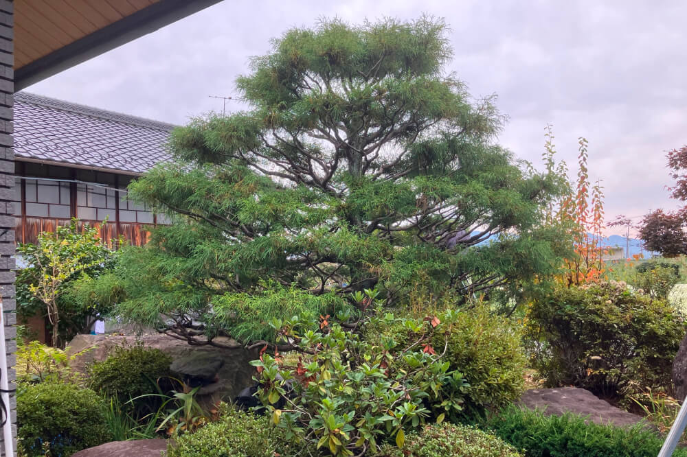 お庭の剪定サービス