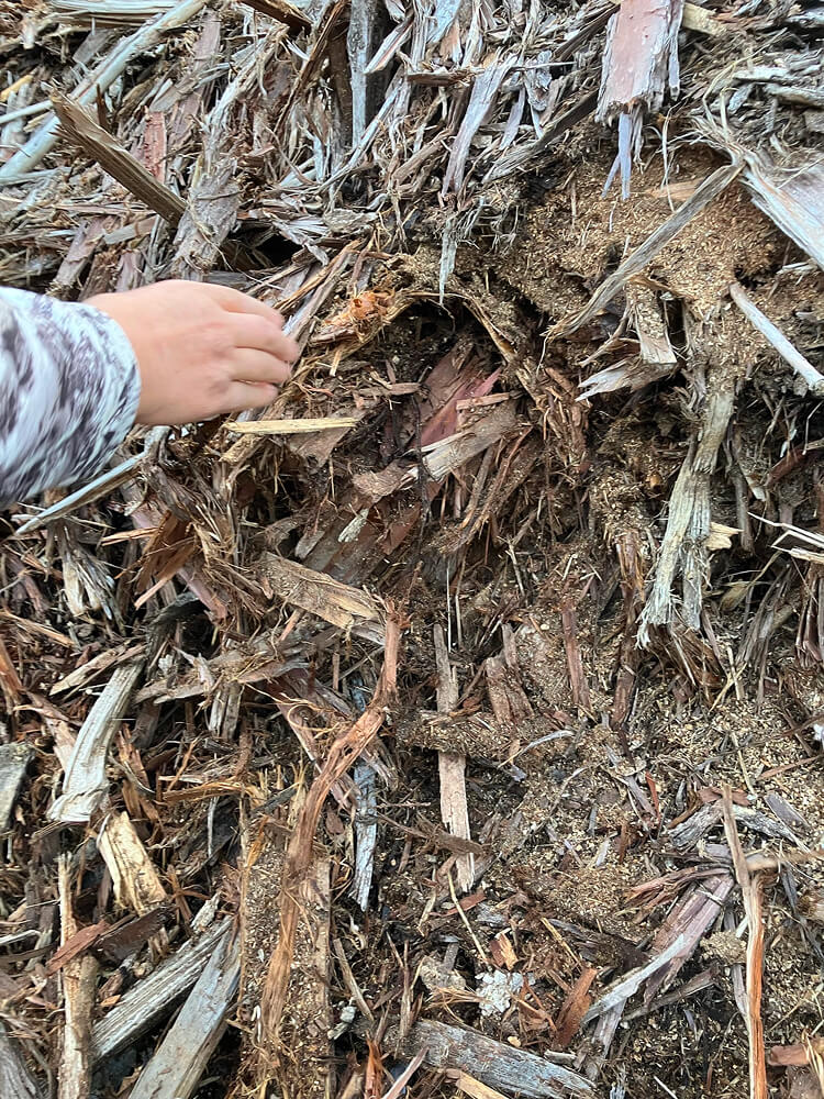 ヘーゼルナッツ苗床穴掘りと用水路修復工事