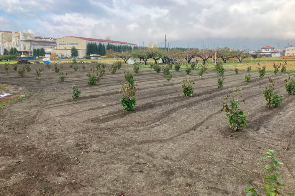 ヘーゼルナッツ苗床穴掘りと用水路修復工事