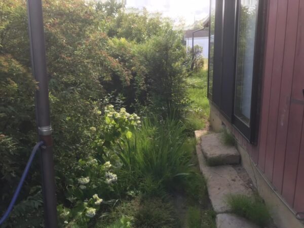 雑草が生い茂る空き家の庭