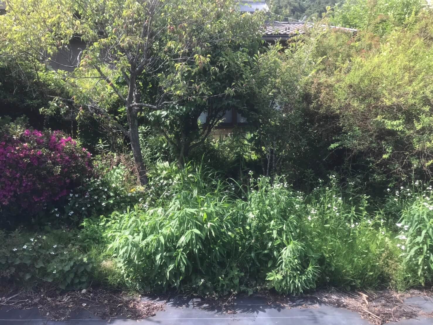 腰ほどの高さまで成長した雑草