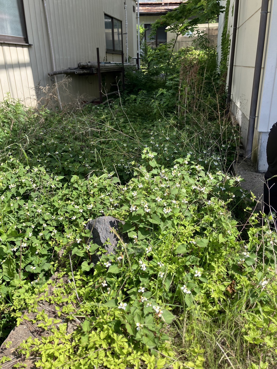 【長野市南部】おひとりでの草刈り、限界を感じていませんか？広い敷地・難所もスッキリ解決！