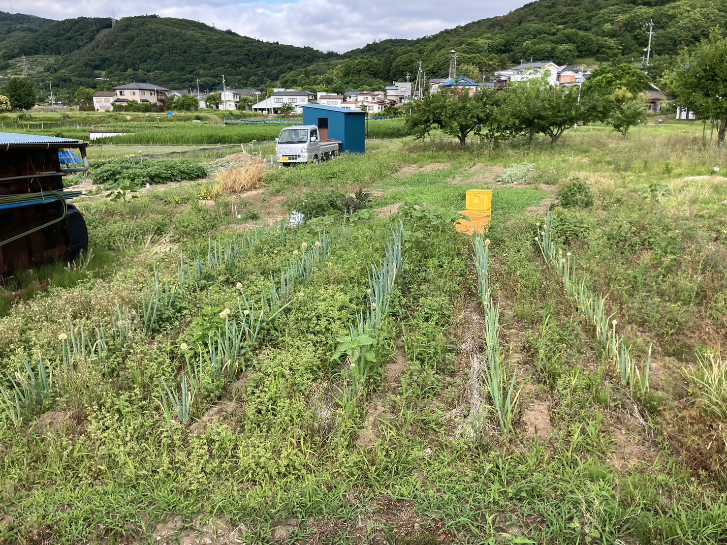 【長野市篠ノ井石川】畑の草刈り代行から農業支援まで!タマネギ196個の収穫も