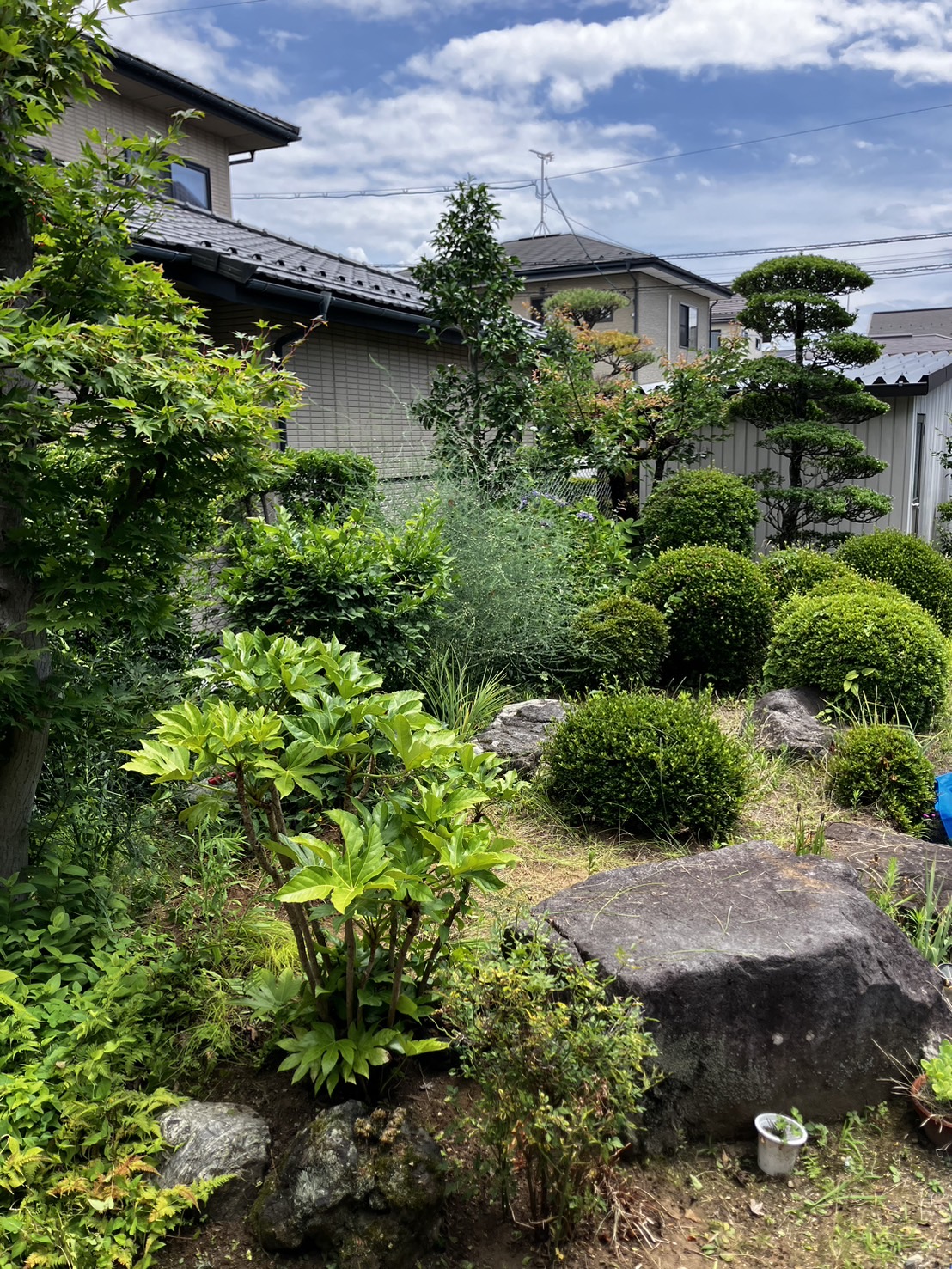 【長野市南部】ピアノ教室の庭を守る、花を傷めない丁寧な手作業の草取り